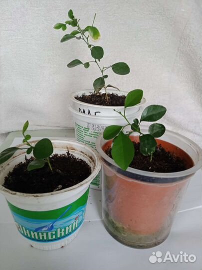 Мурайя одного года, двух,трех летн