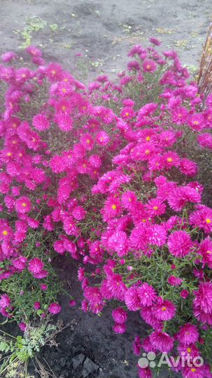 Сентябринки