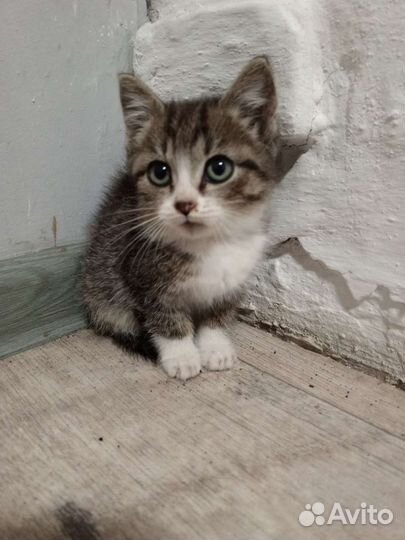 Котята Шотландские