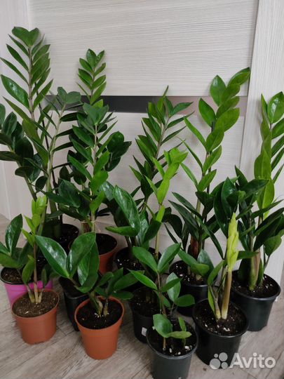 Замиокулькасы