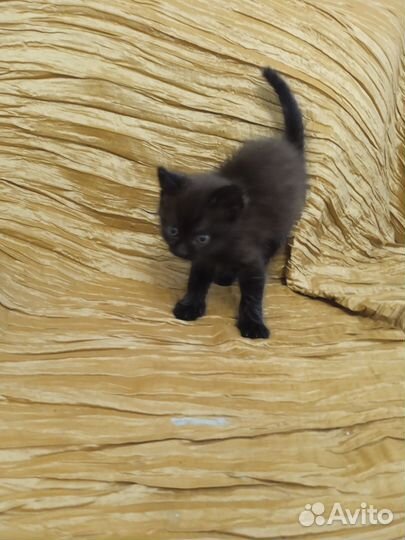 Котята отдам бесплатно