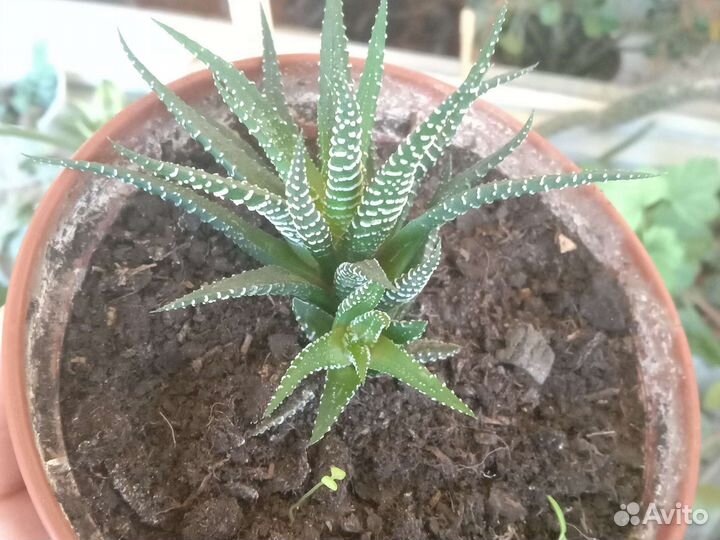 Очиток моргана, сингониум