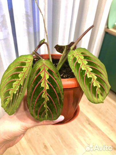 Маранта триколор