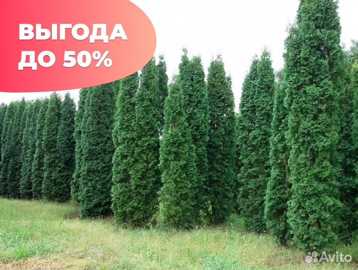 Туя даника с гарантией