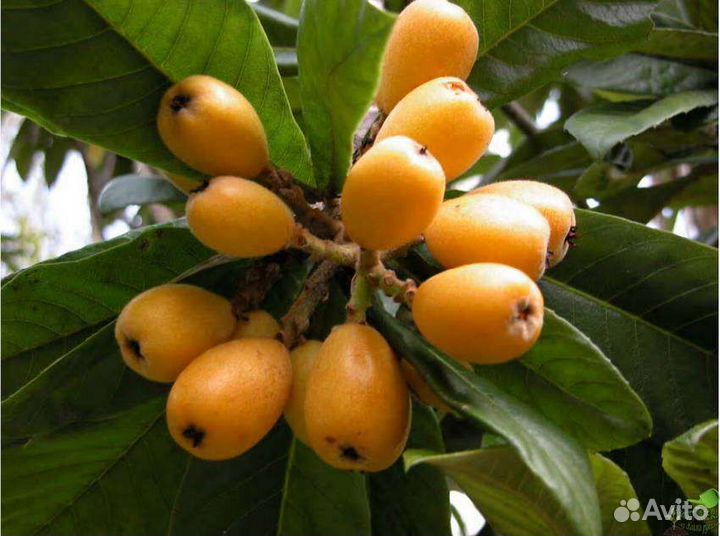 Мушмула японская