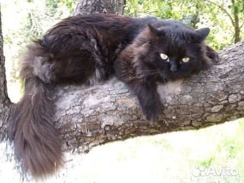 Кот крысолов