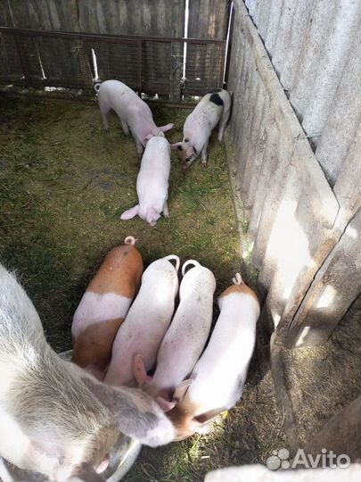 Поросята ландрас
