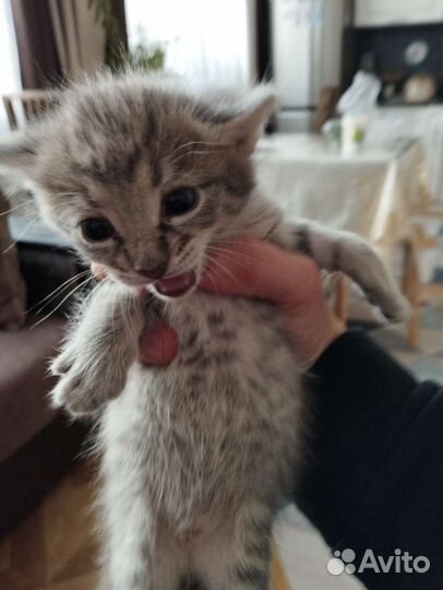Кошка в дар
