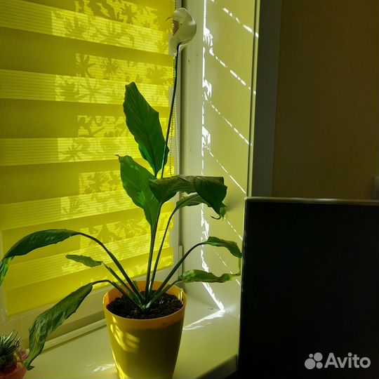 Спатифиллум