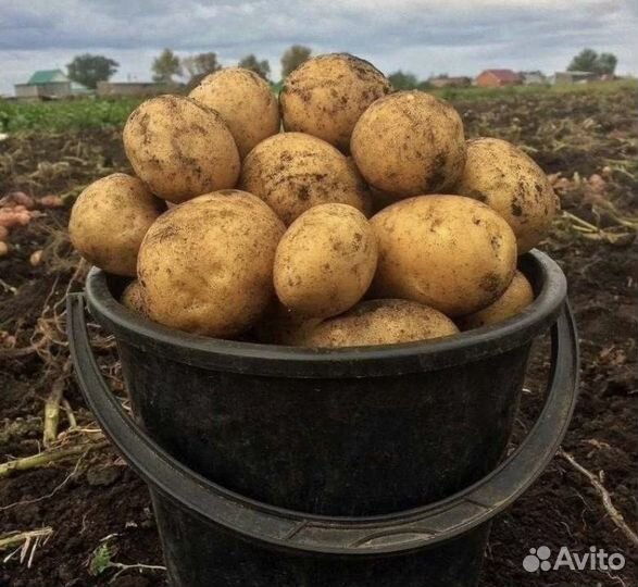 Картофель домашний