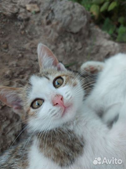 Кошки в добрые руки