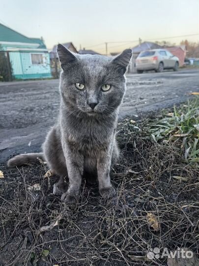 Русская голубая