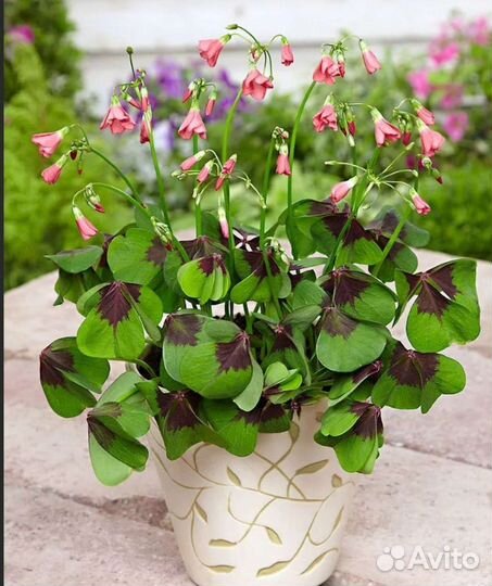 Комнатные растения (Кислица-оксалис)