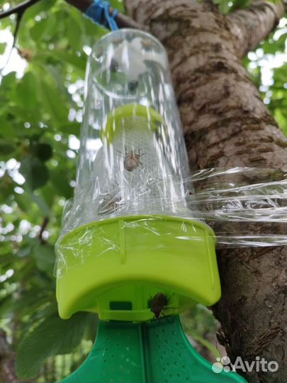 Феромонная ловушка для мраморного клопа