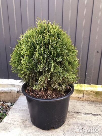 Туи шаровидные