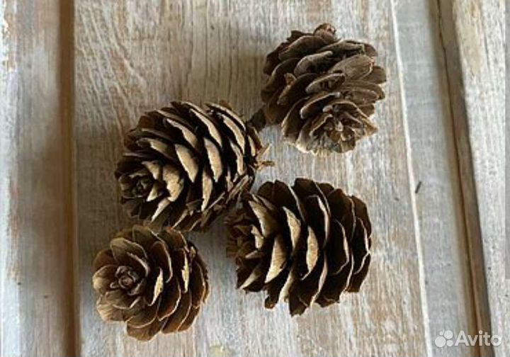 Сосновые шишки и шишки лиственницы