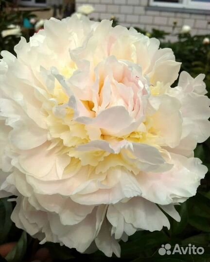 Пион Лариса Скакодуб