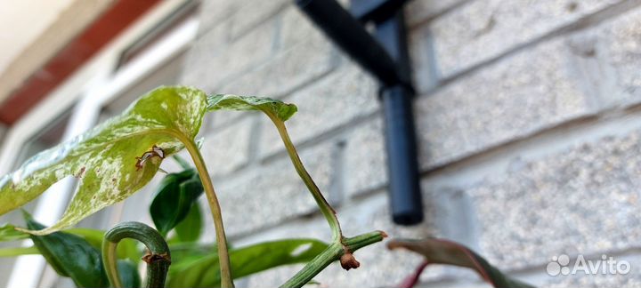 Эпипремнум пиннатум вайт