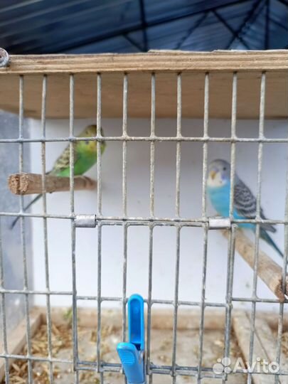 Попугай кенара и канарейки