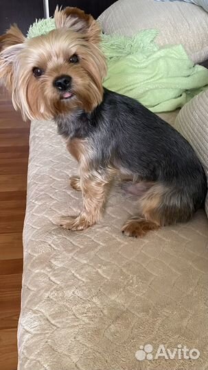 Вязка кобель