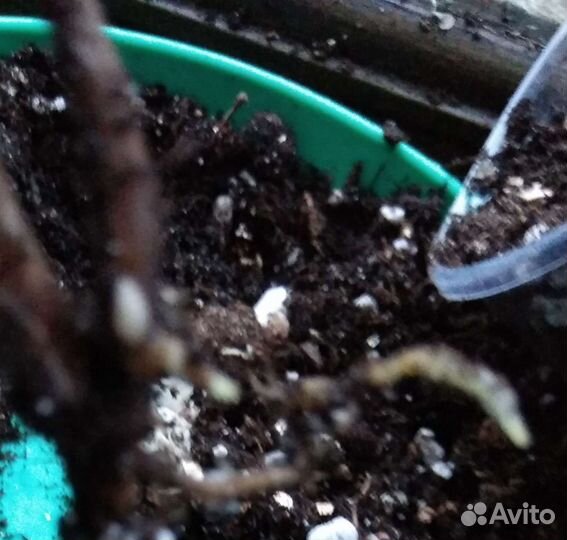 Калатея Нетворк, горшки для цветов