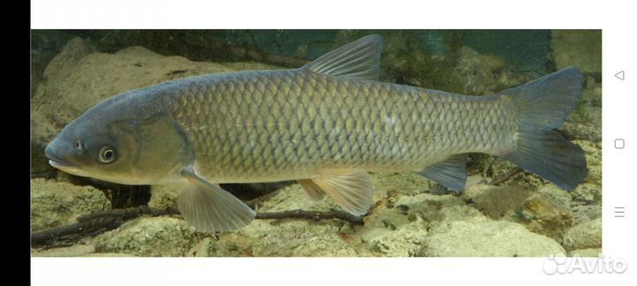 Рыба для пруда