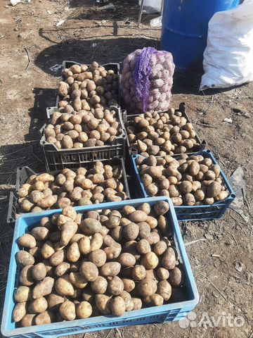 Семенной картофель гала купить в Быково | Товары для дома и дачи | Авито