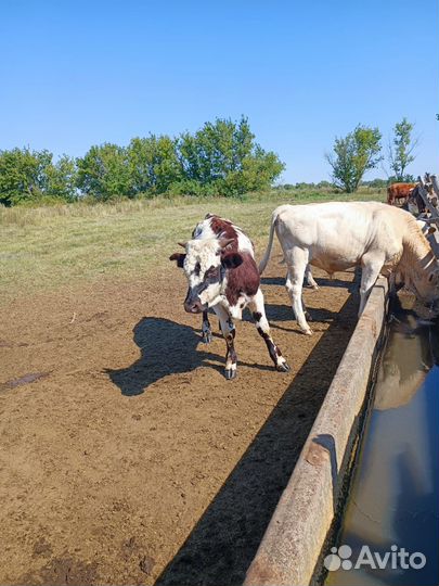 Телята бычки от 6 мес