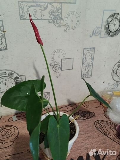 Антуриум красный