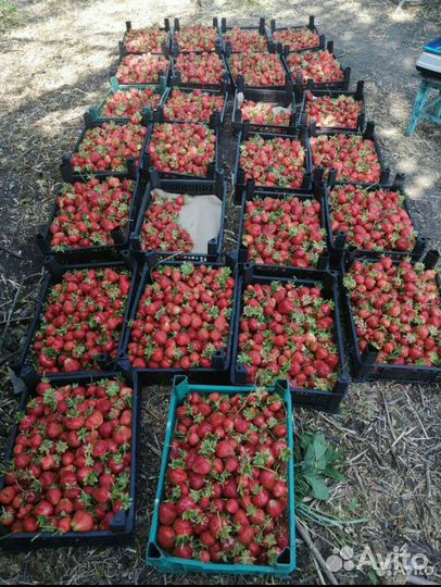 Саженцы клубники