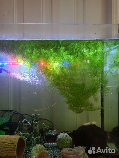 Аквариумное растение 