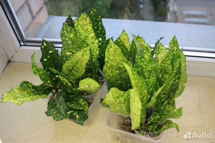 Кодиеум кротон