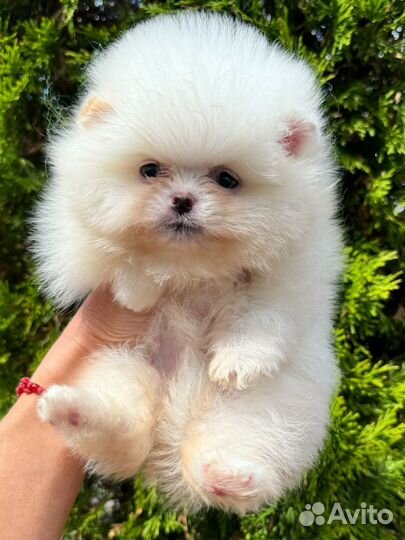 Шпиц помнранский девочка