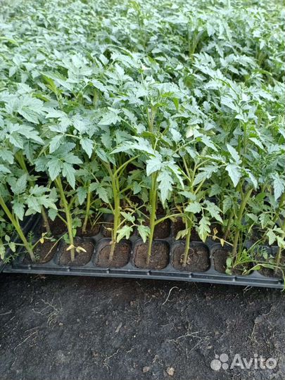 Рассада помидор и огурцов оптом и разницу