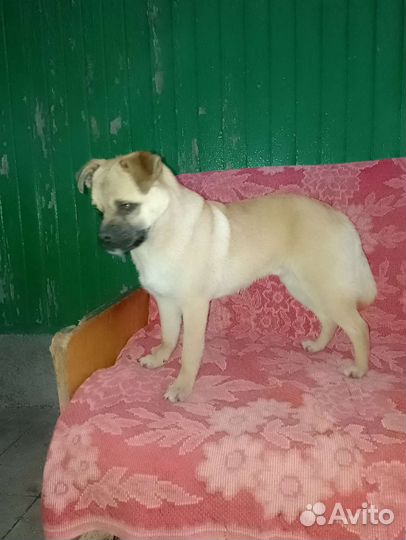 Очаровательный кобель