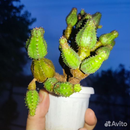Суккуленты