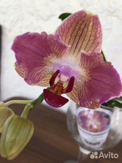 Орхидея фаленопсис