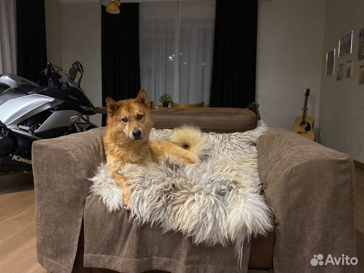 Вязка кобель карело финской лайки