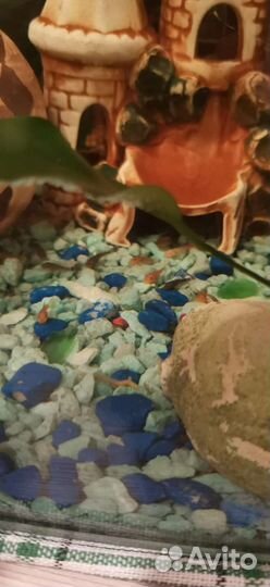 Вуалевые мальки анциструсы