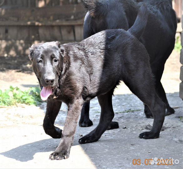 Девочки С.А.О