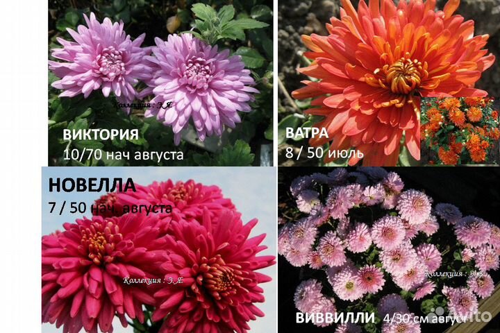 Хризантемы садовые, 8 кв Доставка Пересылка Почтой