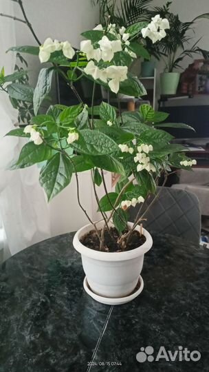 Клеродендрум томпсон