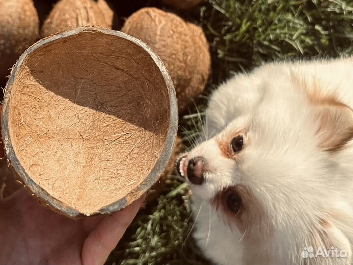 Скорлупа кокоса для свечей много