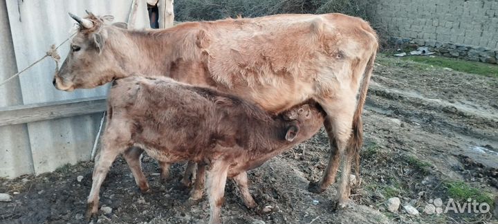 Продается корова