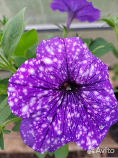 Любая рассада