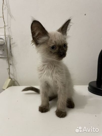 Кошка в дар бесплатно