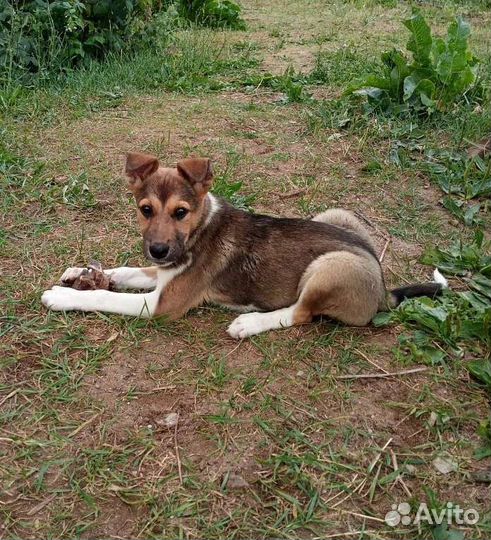 Собака в добрые руки щенок