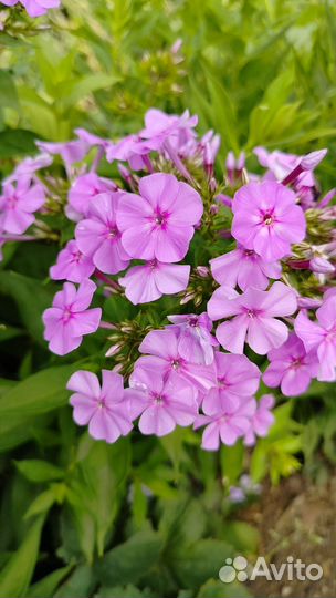 Флоксы многолетние