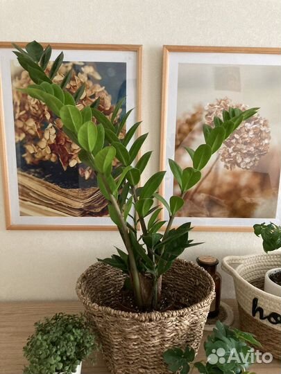 Замиокулькас/ денежное дерево