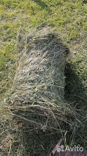 Продам сено в рулонах
